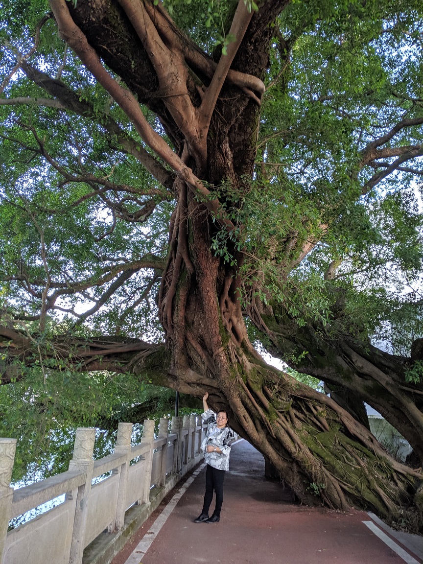 bigtree
